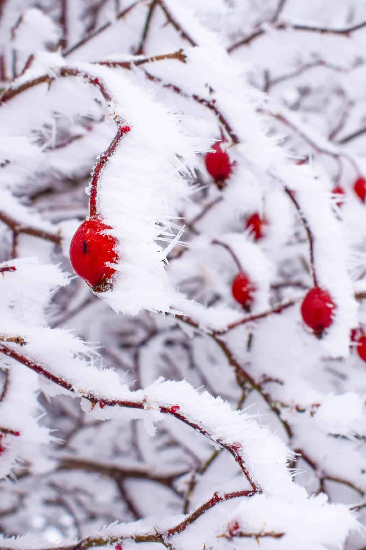 dog rose hips in winter, covered in snow