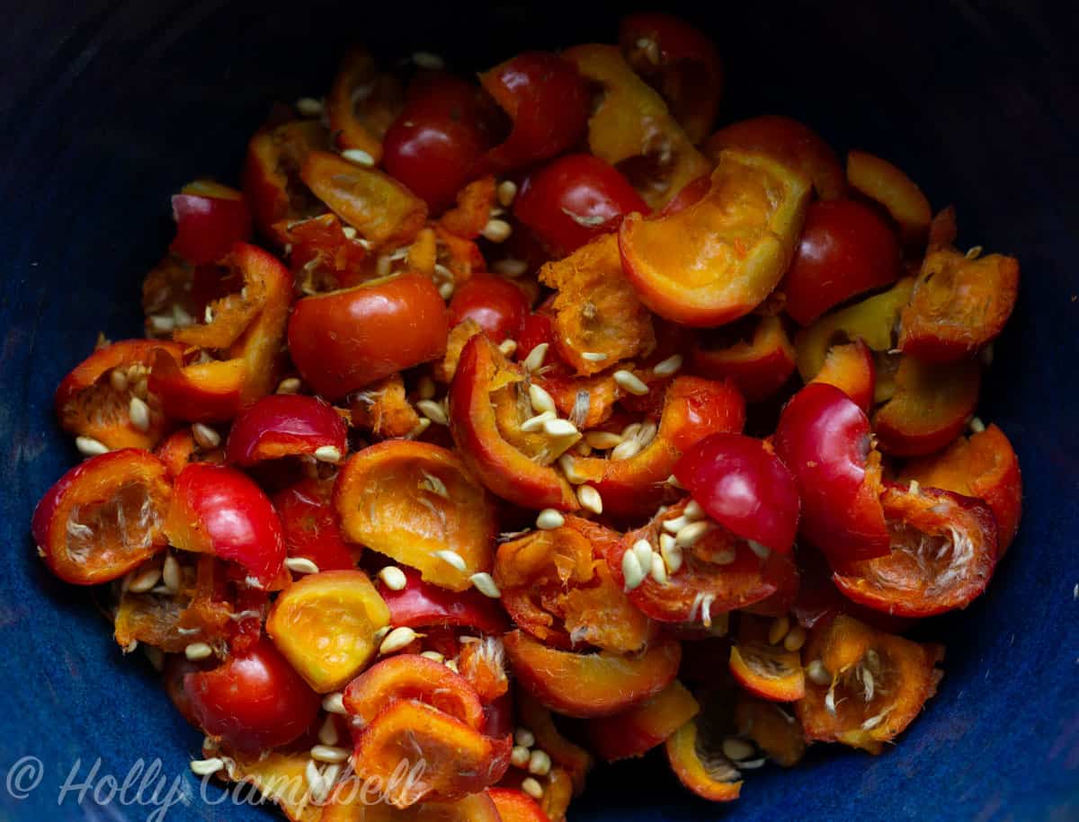 Processed rose hips in a dark blue ceramic bowl. There are still many seeds left after de-seeding