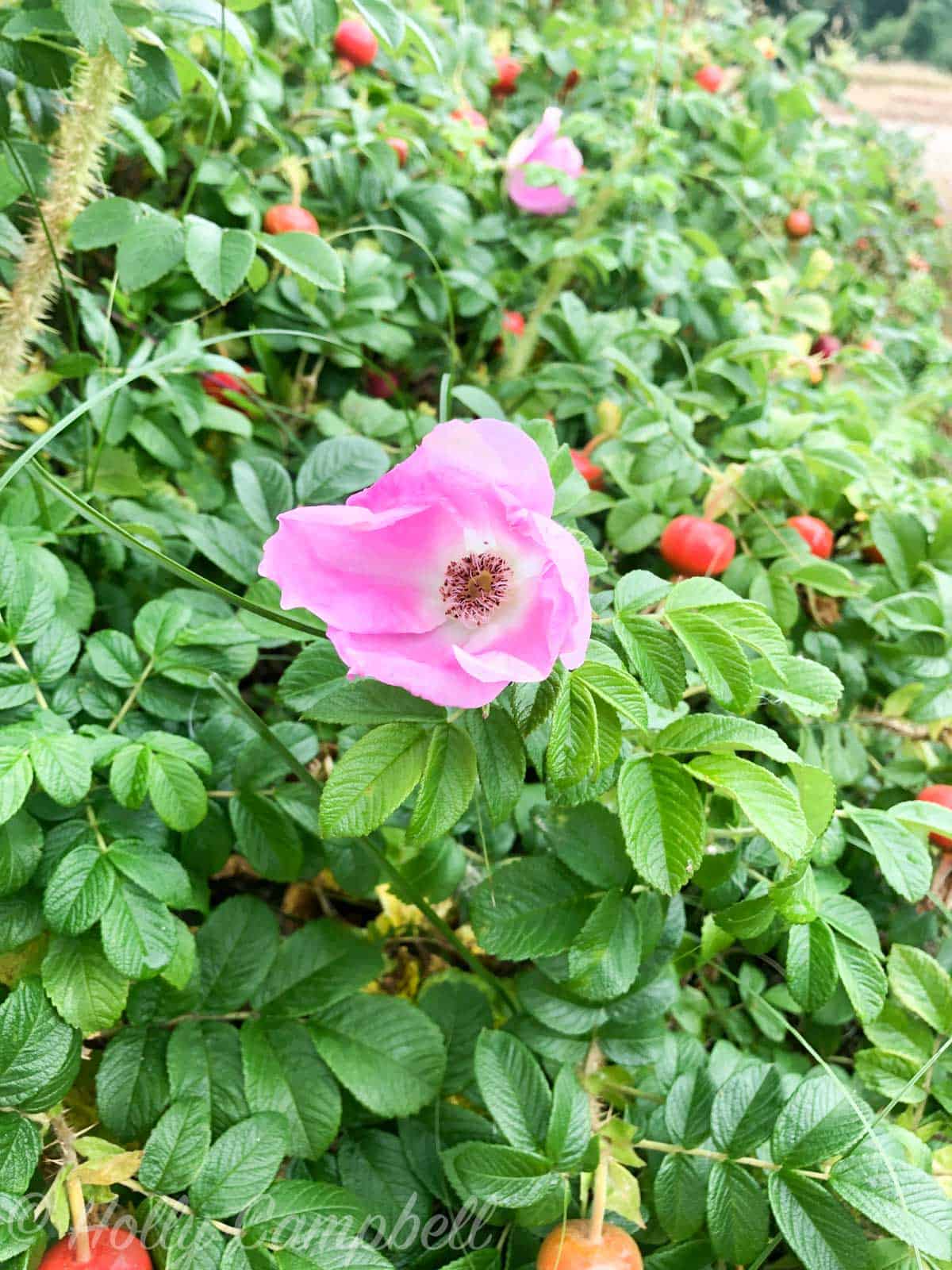 a wild rose flower with matur red rose hips in the background.