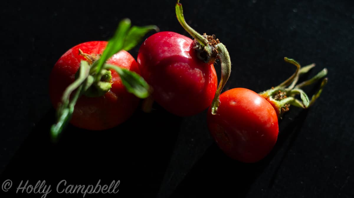 Close up of deep red rose hips from beach roses